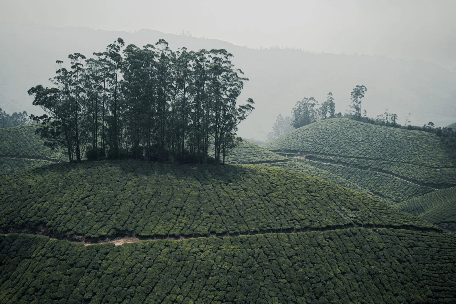 Tea plantations and landscapes of Munnar, Kerala